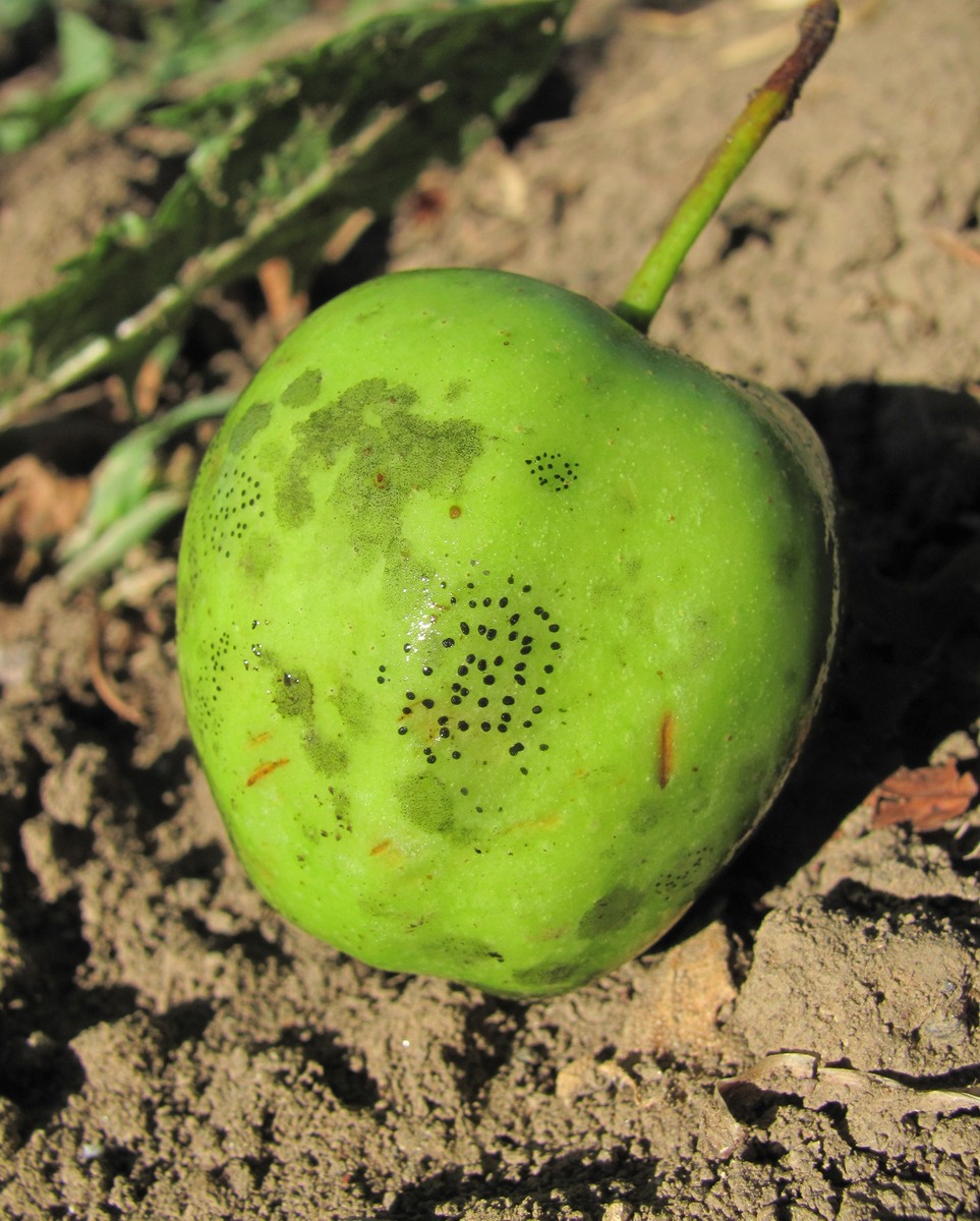 Image of genus Malus specimen.