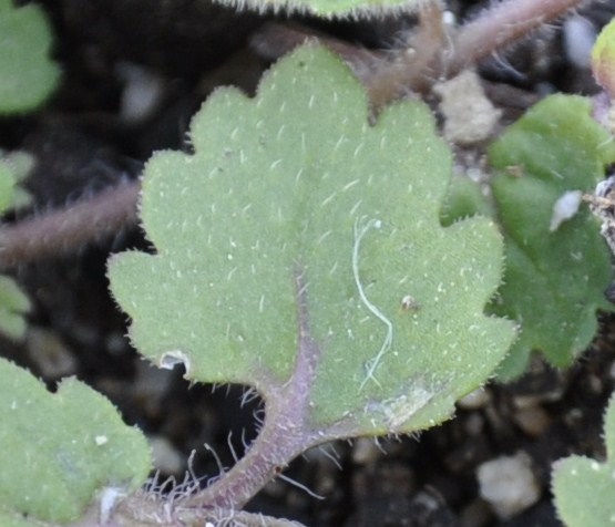 Image of Veronica polita specimen.