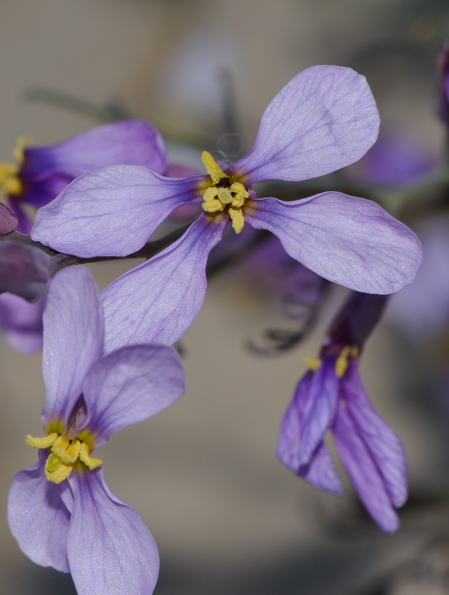 Изображение особи Pseuderucaria clavata.