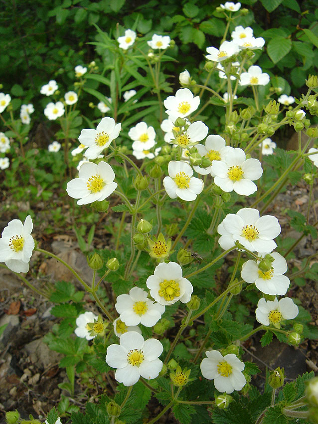 Image of Potentilla inquinans specimen.