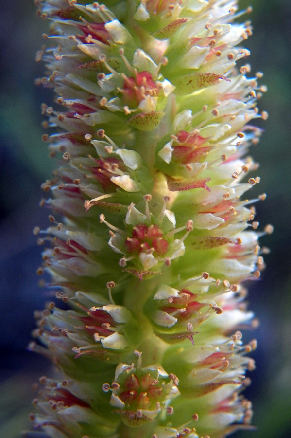 Image of Orostachys malacophylla specimen.