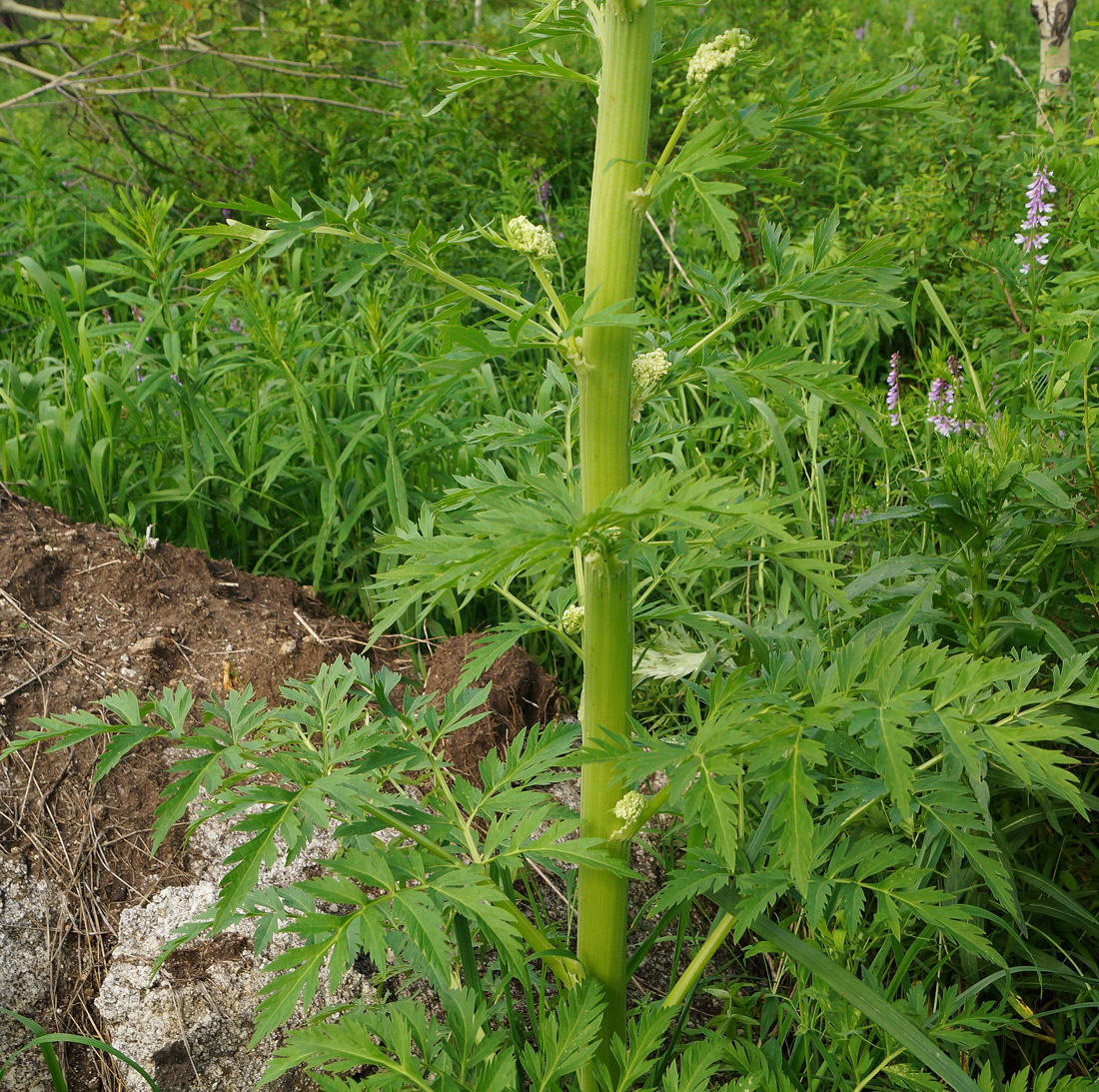 Изображение особи Pleurospermum uralense.