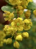 Berberis vulgaris. Верхушка соцветия с цветками и бутонами. ФРГ, земля Северный Рейн-Вестфалия, р-н Ойскирхен, окр. г. Бад-Мюнстерайфель, заросли кустарников на склоне холма. 29 мая 2010 г.