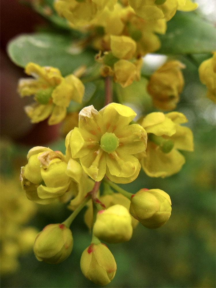 Image of Berberis vulgaris specimen.