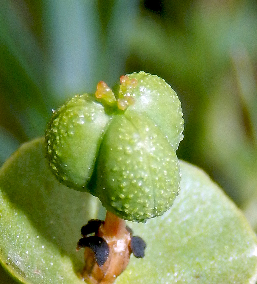 Изображение особи Euphorbia subtilis.