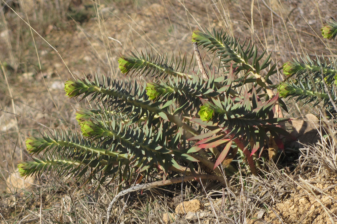 Image of Euphorbia rigida specimen.