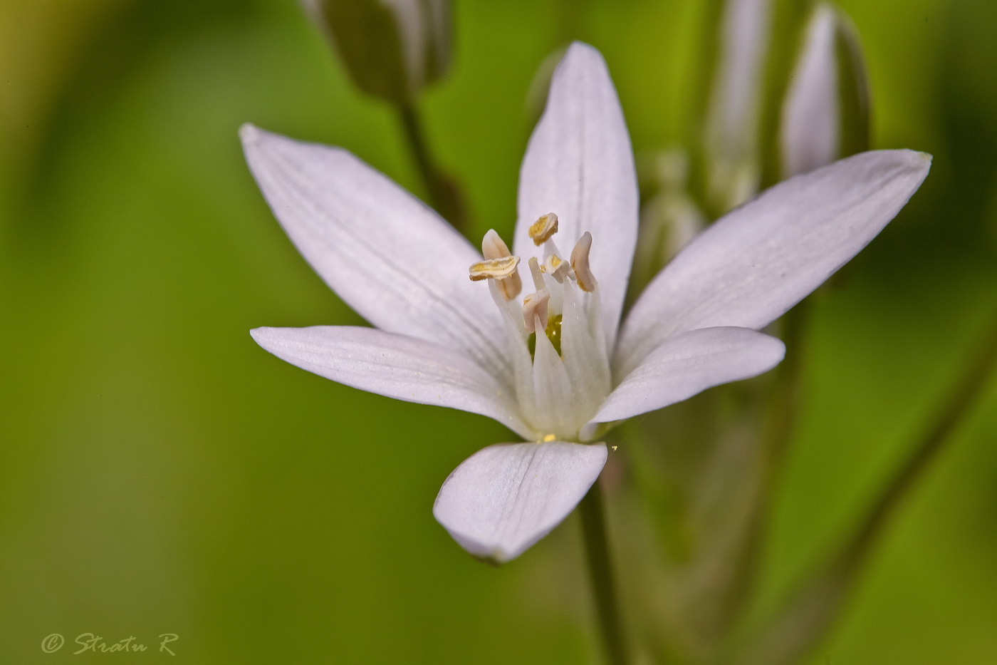 Image of Ornithogalum oreoides specimen.