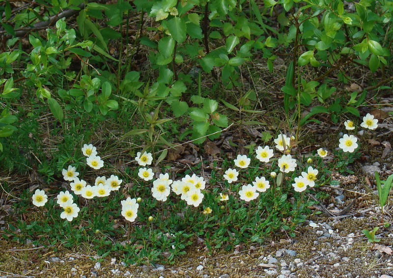 Image of Dryas octopetala specimen.