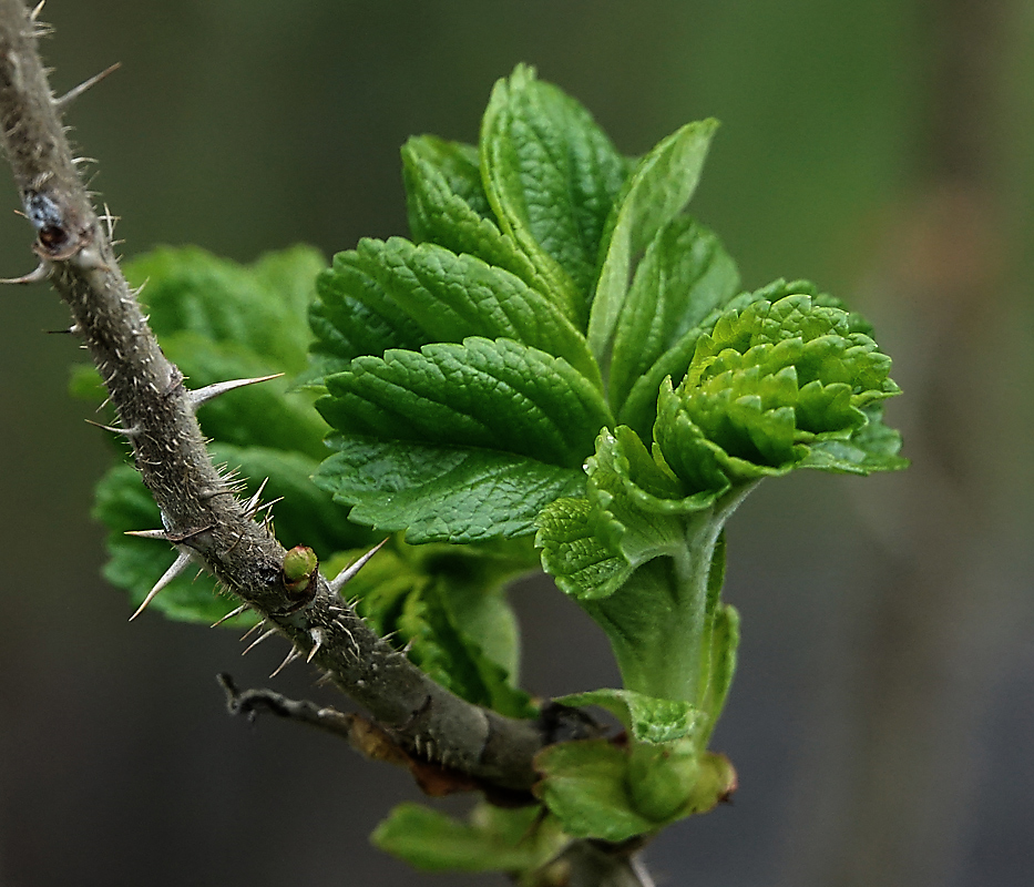 Image of Rosa rugosa specimen.