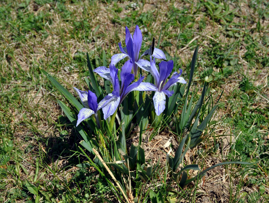 Изображение особи Iris lactea.