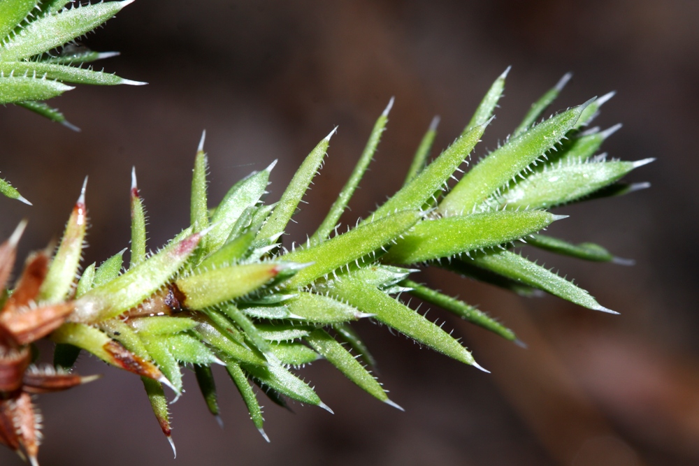 Image of Saxifraga ascoldica specimen.