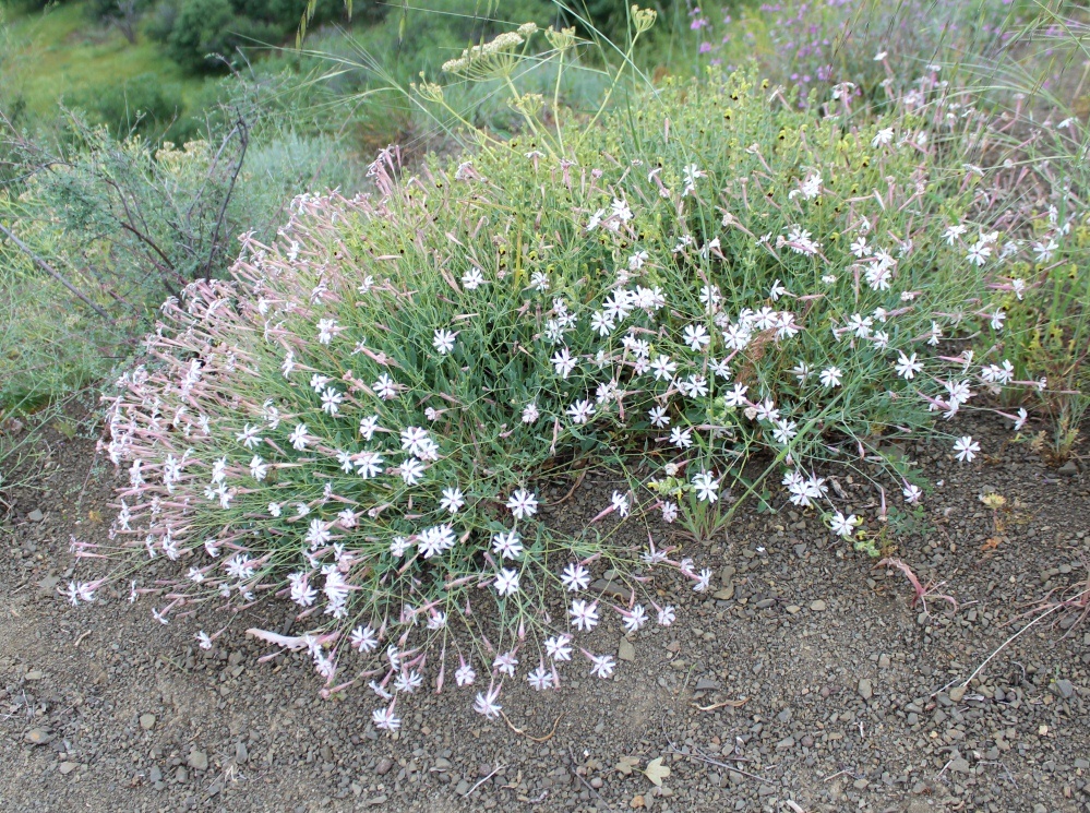 Изображение особи Silene swertiifolia.