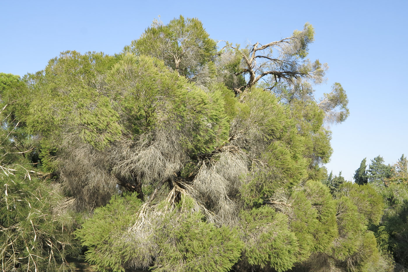 Image of Melaleuca halmaturorum specimen.