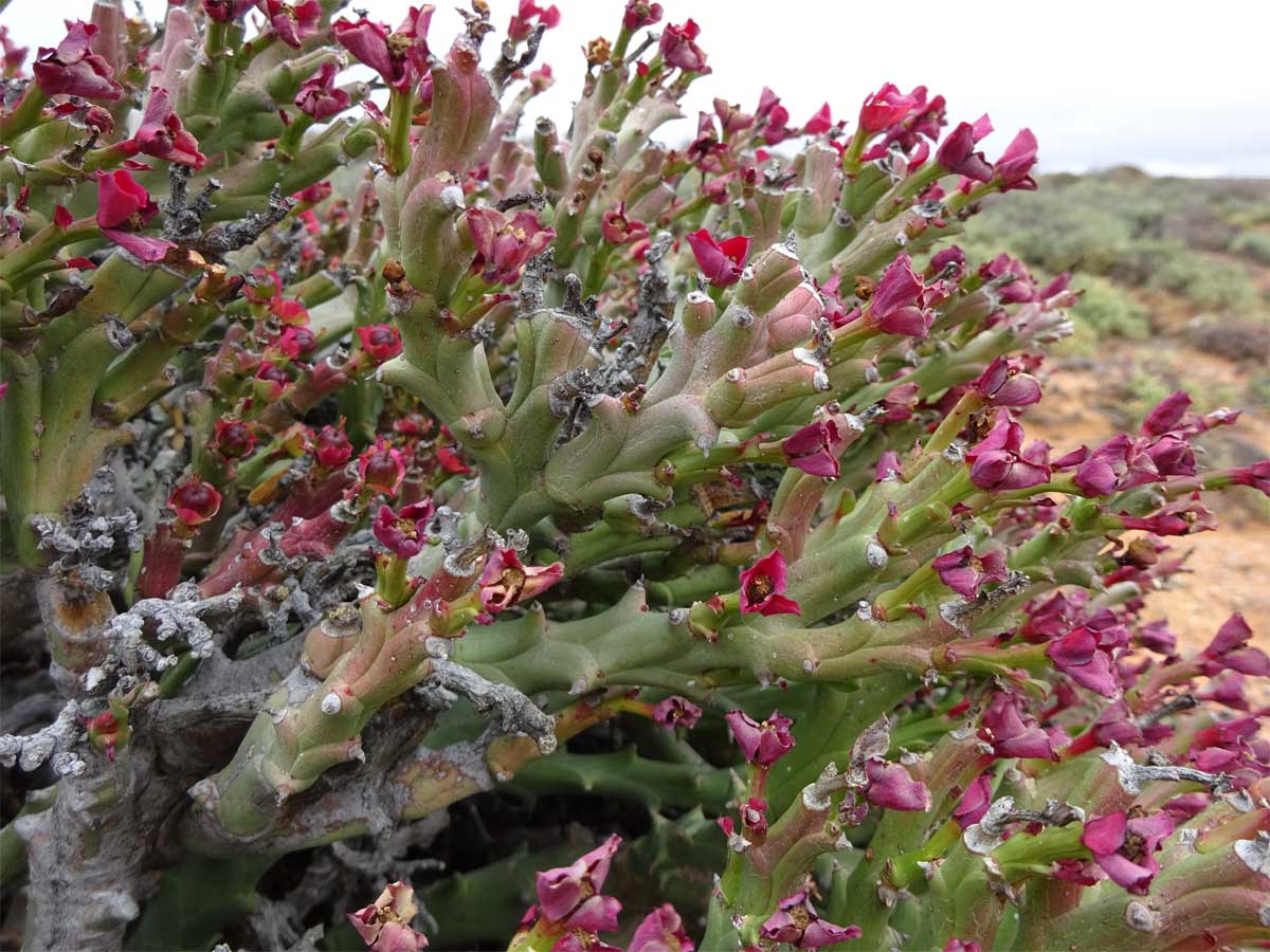 Image of Euphorbia hamata specimen.