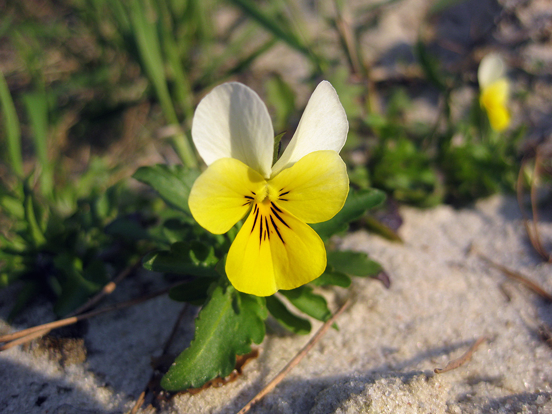 Image of Viola tricolor specimen.