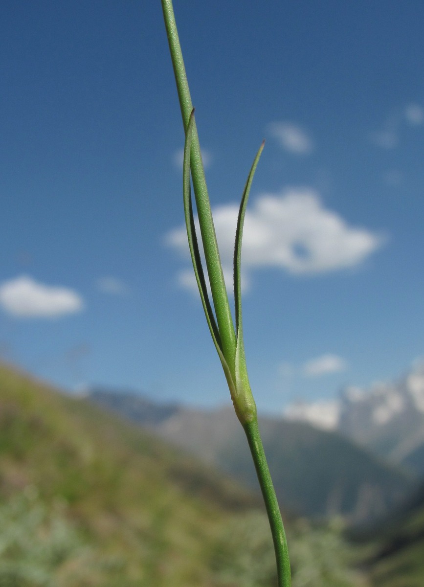 Изображение особи Dianthus cretaceus.