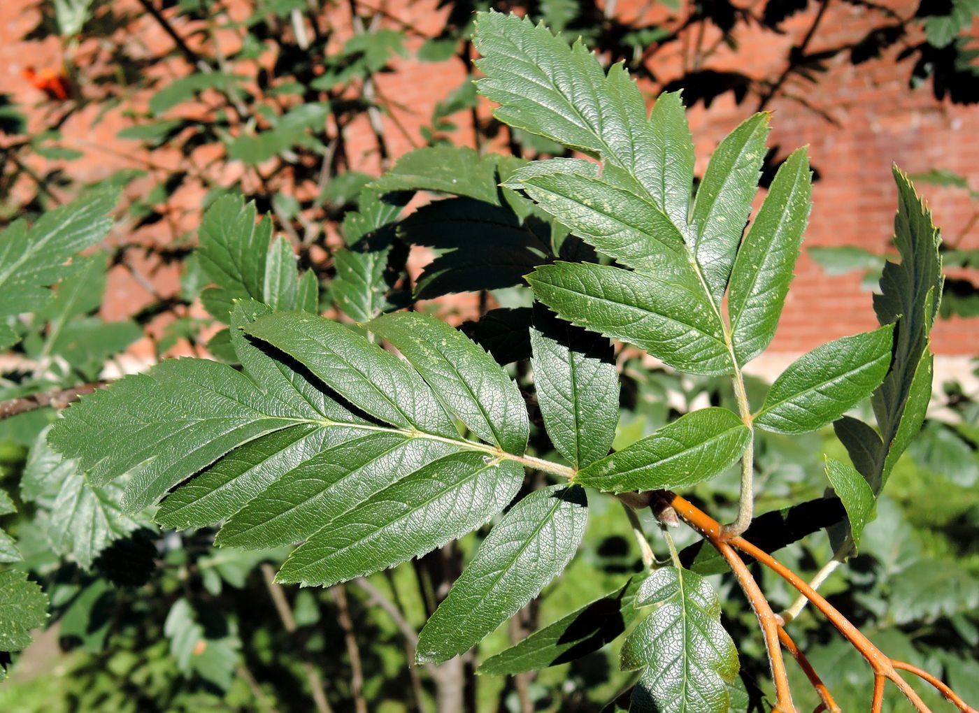 Image of Sorbus hybrida specimen.