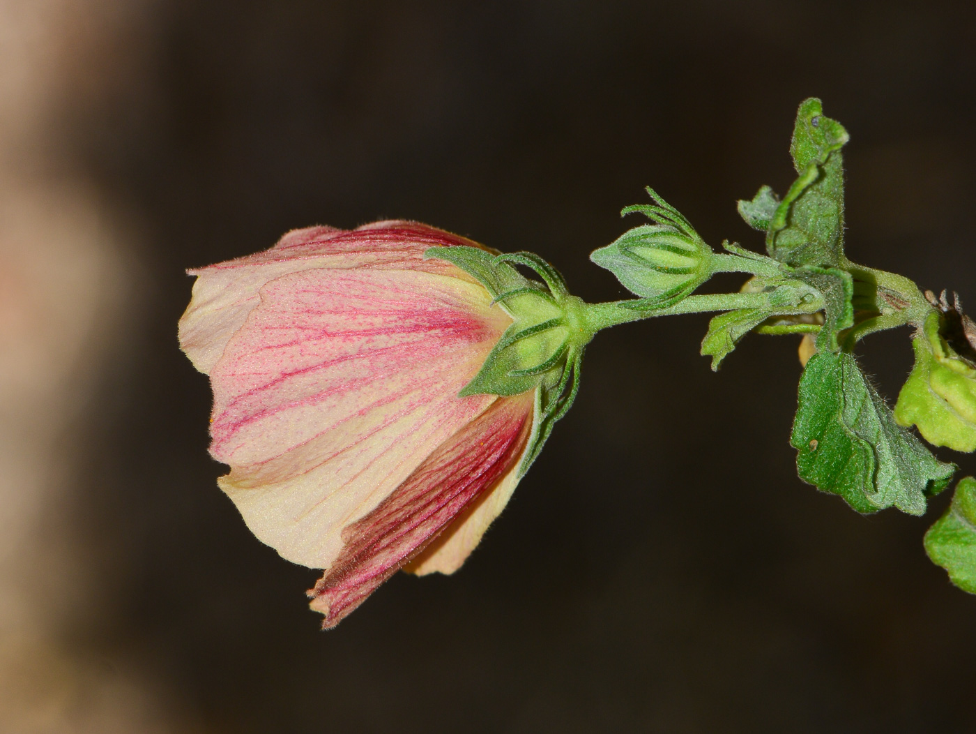 Image of Pavonia praemorsa specimen.