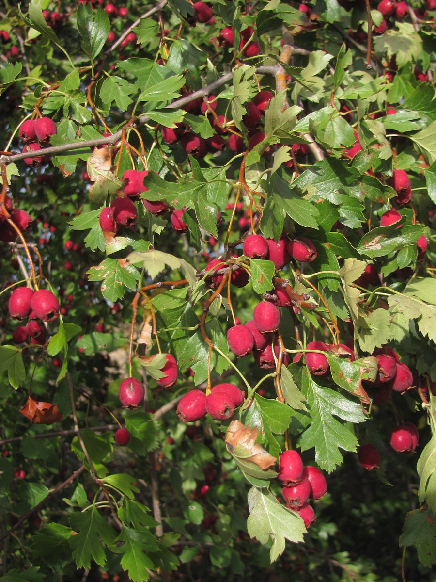 Image of Crataegus dipyrena specimen.