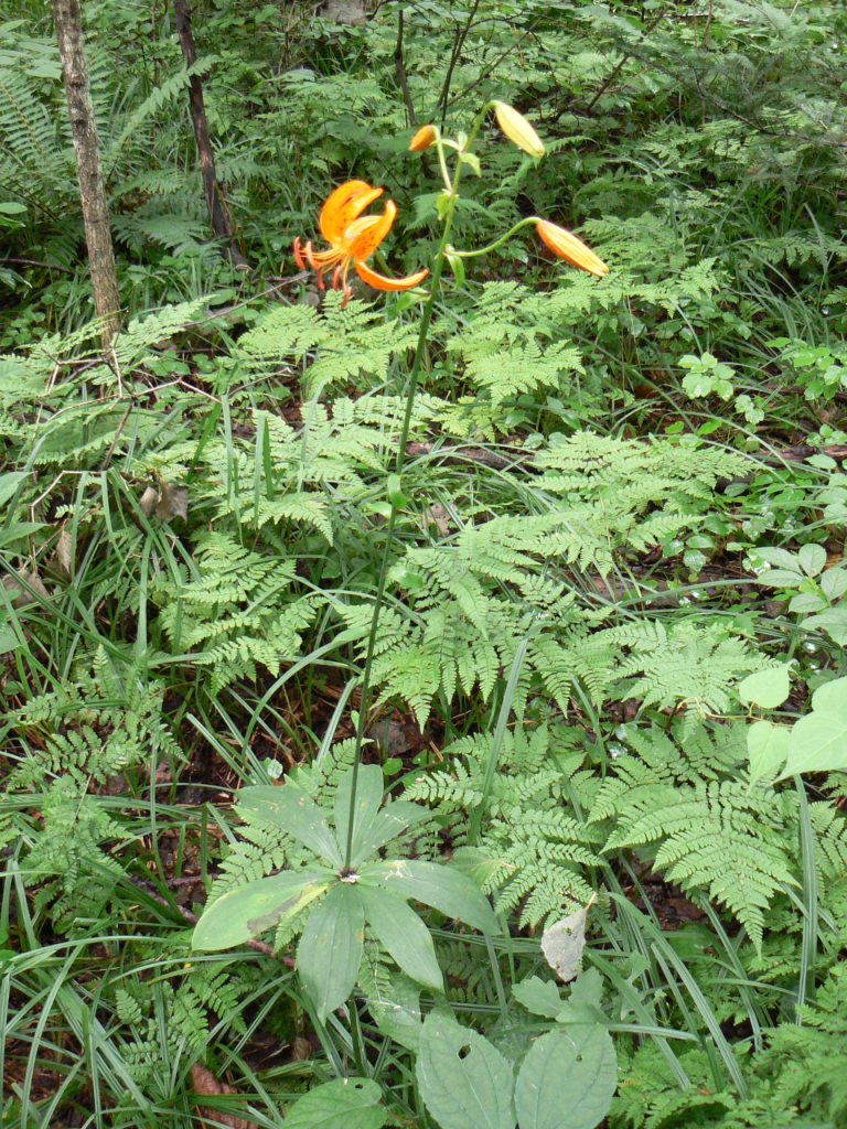 Image of Lilium distichum specimen.