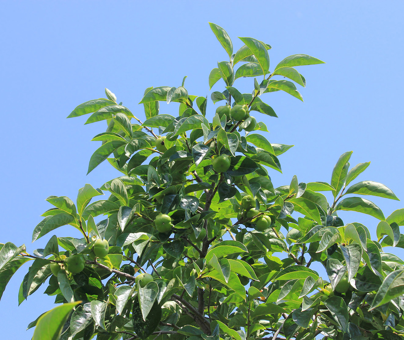 Image of Diospyros kaki specimen.