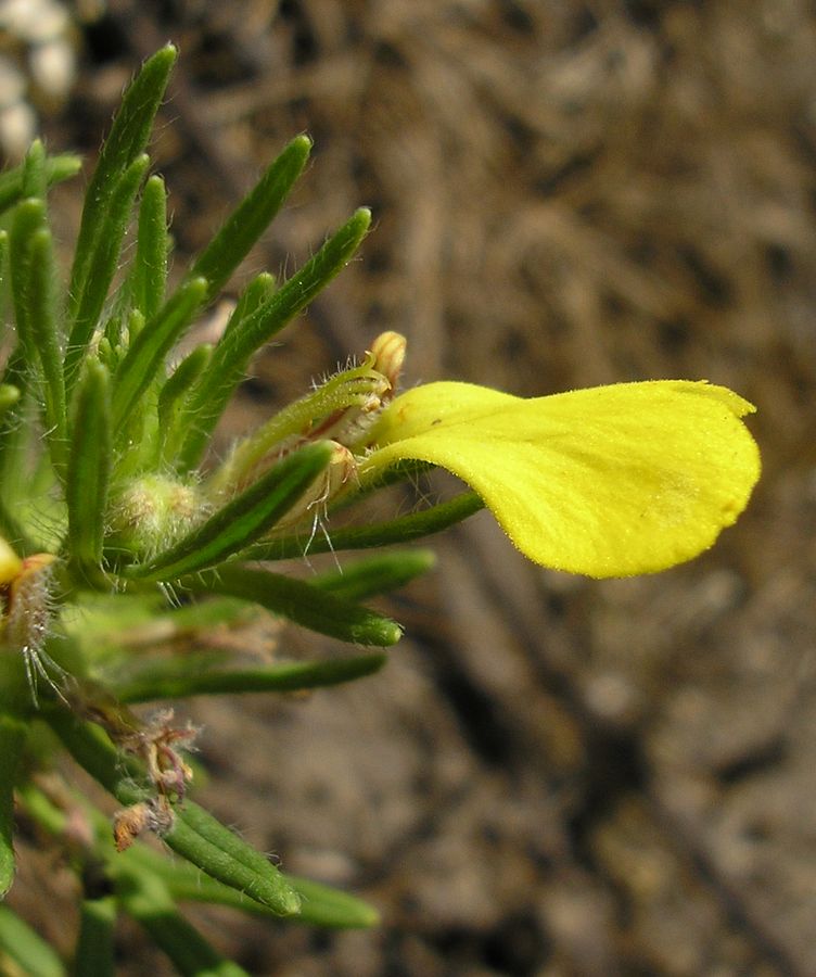 Image of Ajuga chia specimen.