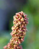 Rumex sibiricus