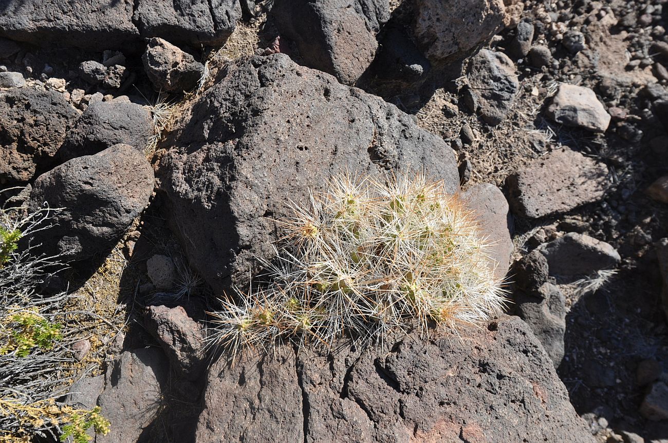 Image of familia Cactaceae specimen.