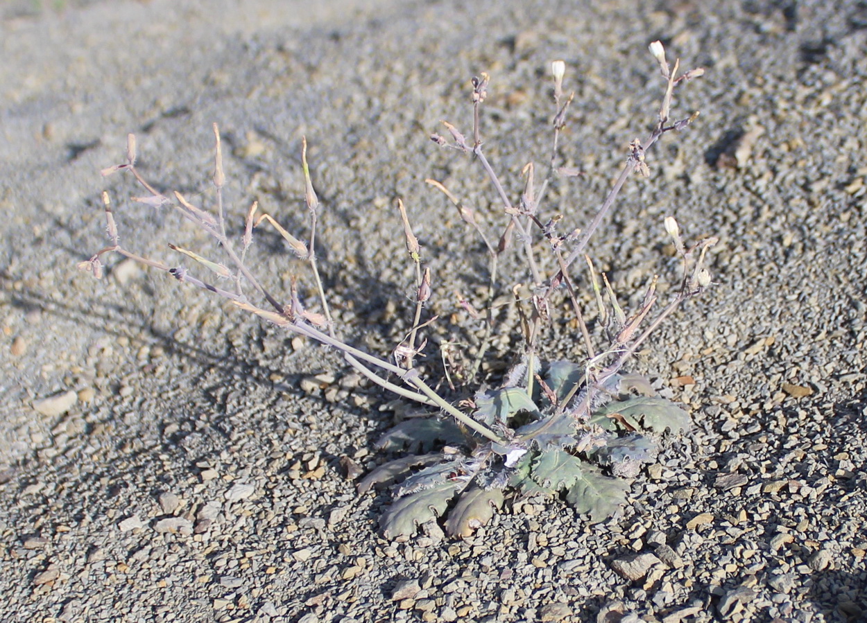 Изображение особи Lactuca glauciifolia.