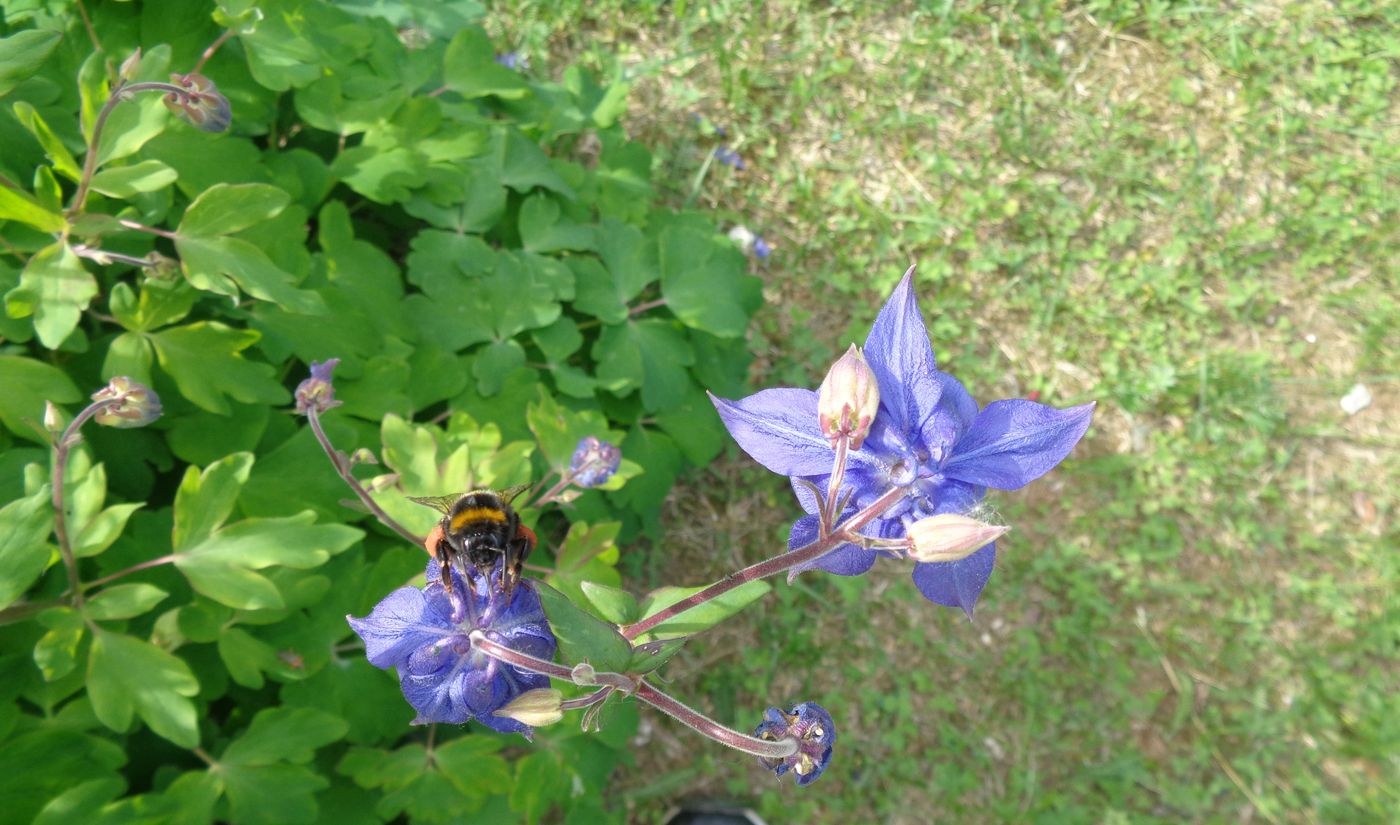 Image of Aquilegia vulgaris specimen.