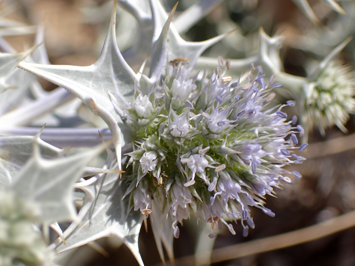 Изображение особи Eryngium maritimum.