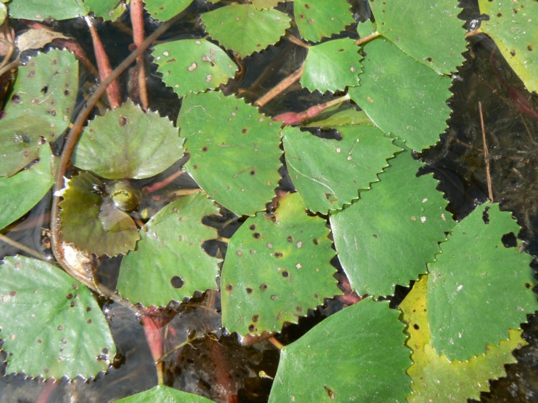 Image of Trapa japonica specimen.