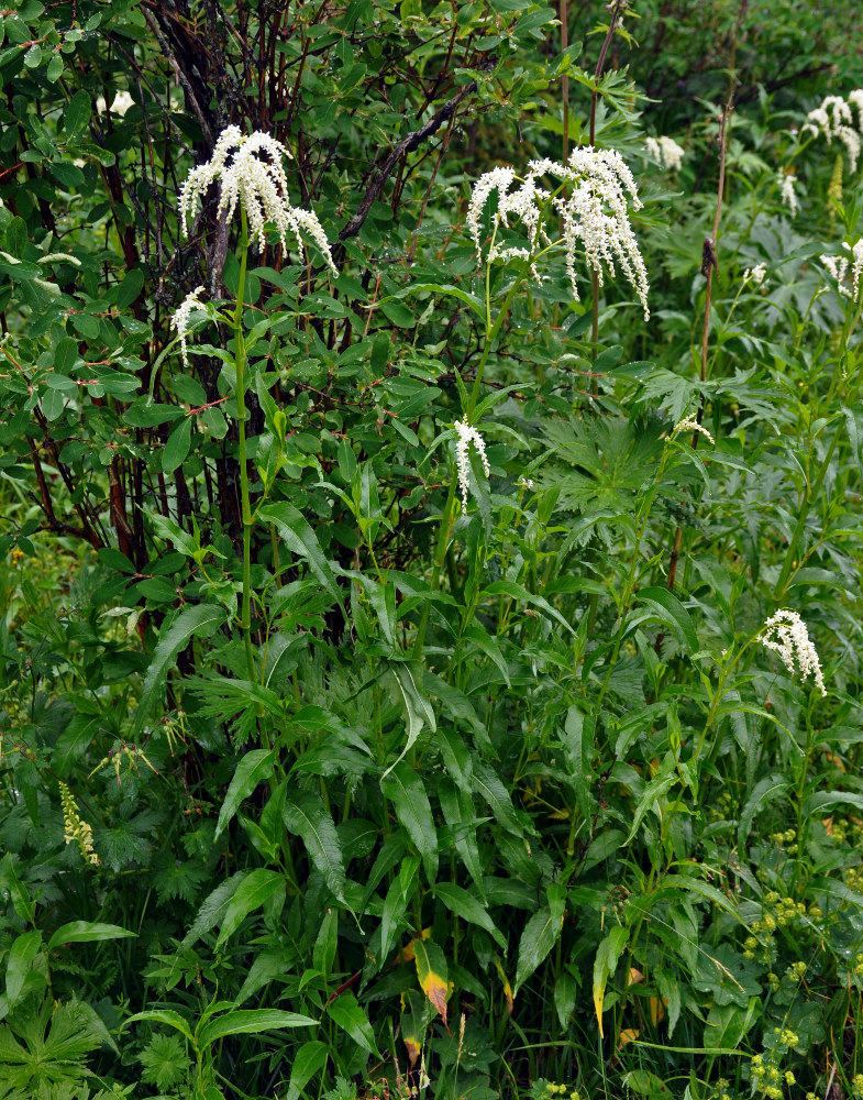 Изображение особи Aconogonon alpinum.