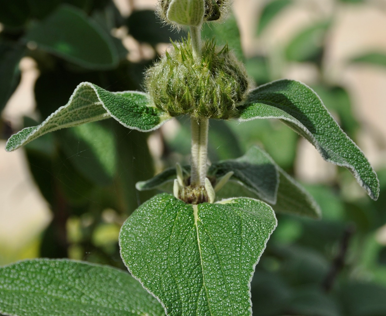 Image of Phlomis lunariifolia specimen.