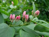 Lonicera tatarica. Верхушка побега с нераскрывшимися соцветиями и части листьев. Магаданская обл., г. Магадан, в озеленении, городской парк. 26.07.2014.