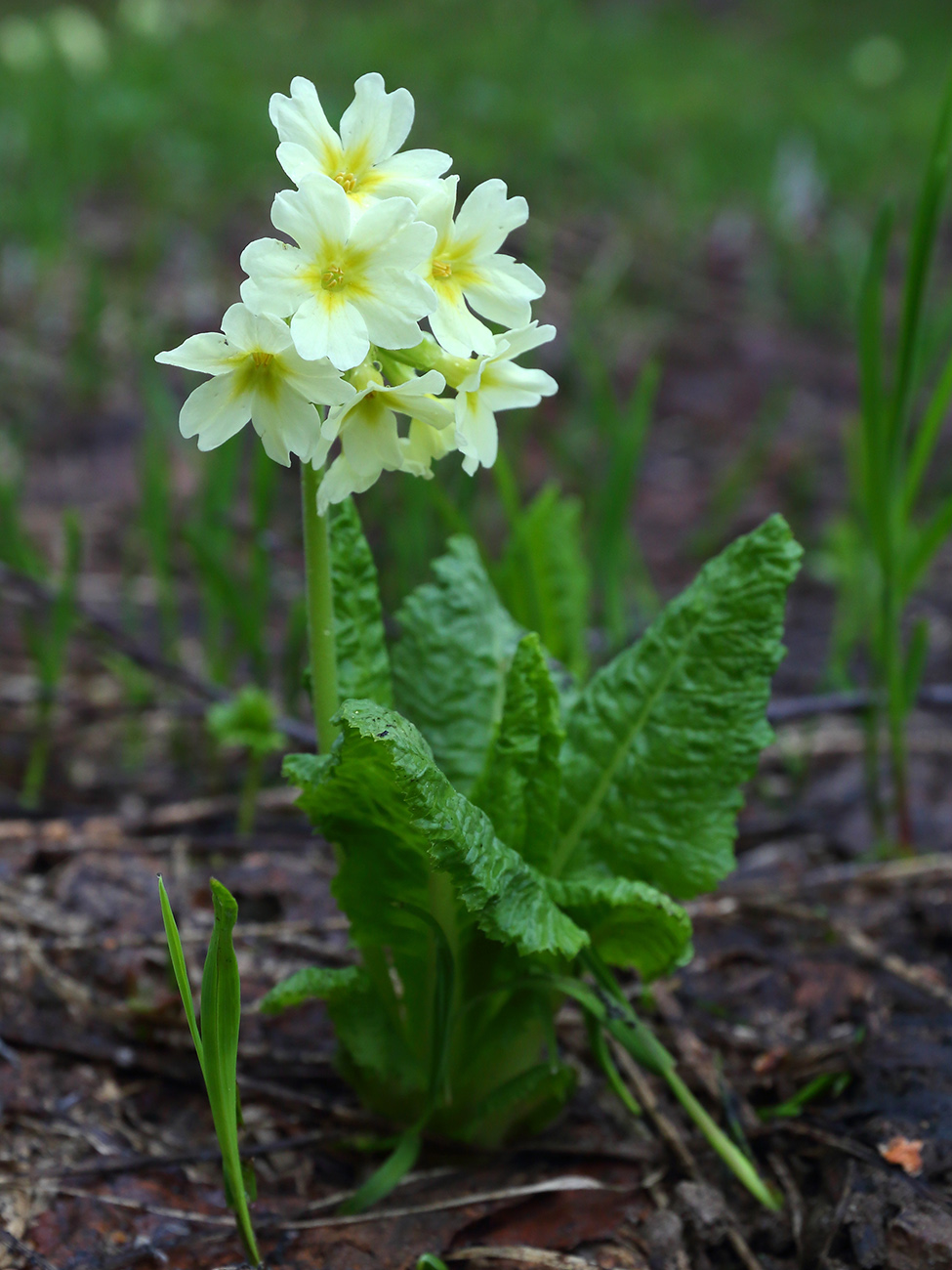 Image of Primula pallasii specimen.