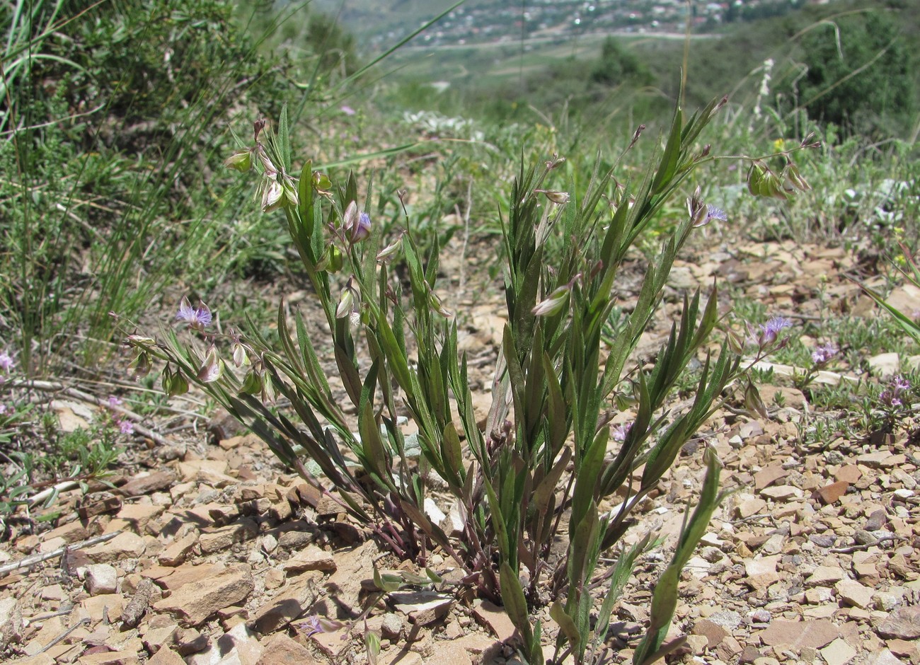 Image of Polygala sosnowskyi specimen.