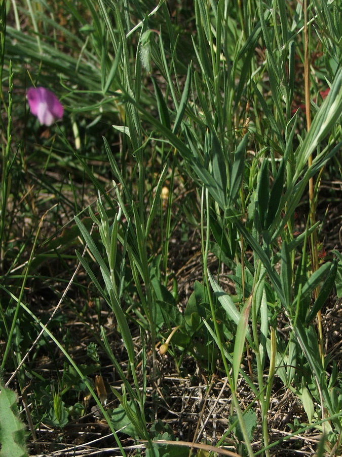 Изображение особи Lathyrus hirsutus.