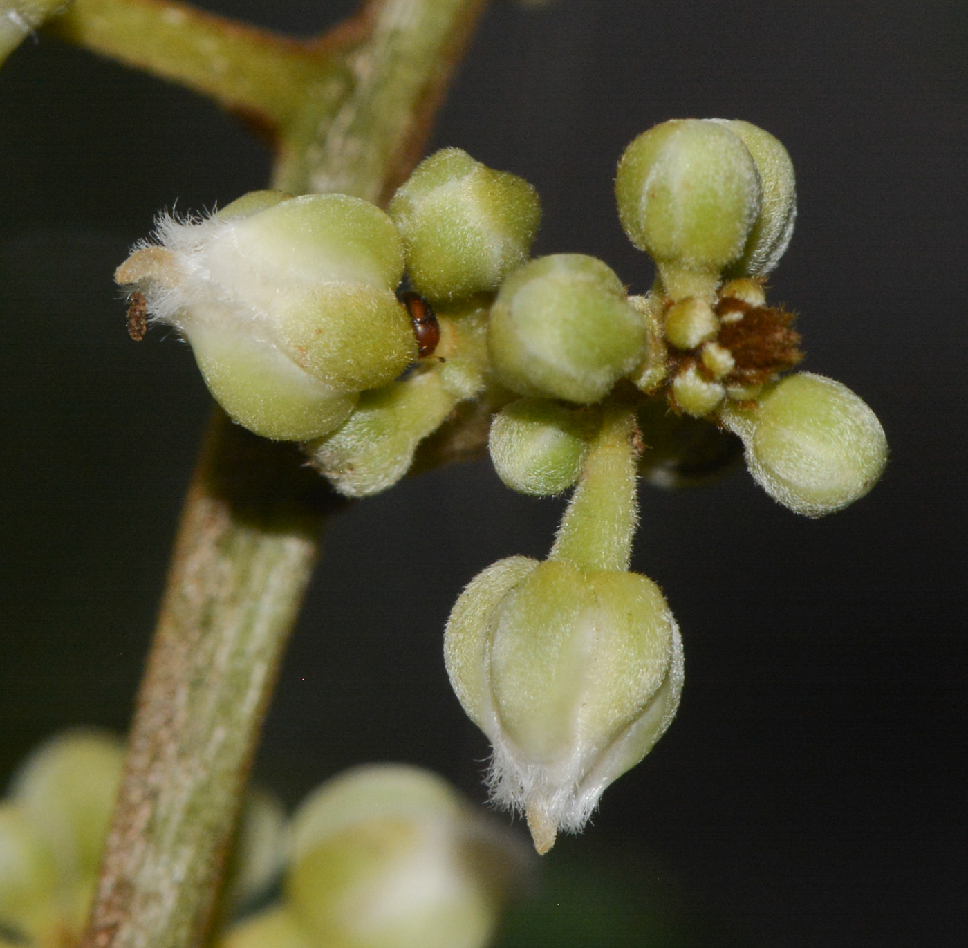 Image of class Magnoliopsida specimen.