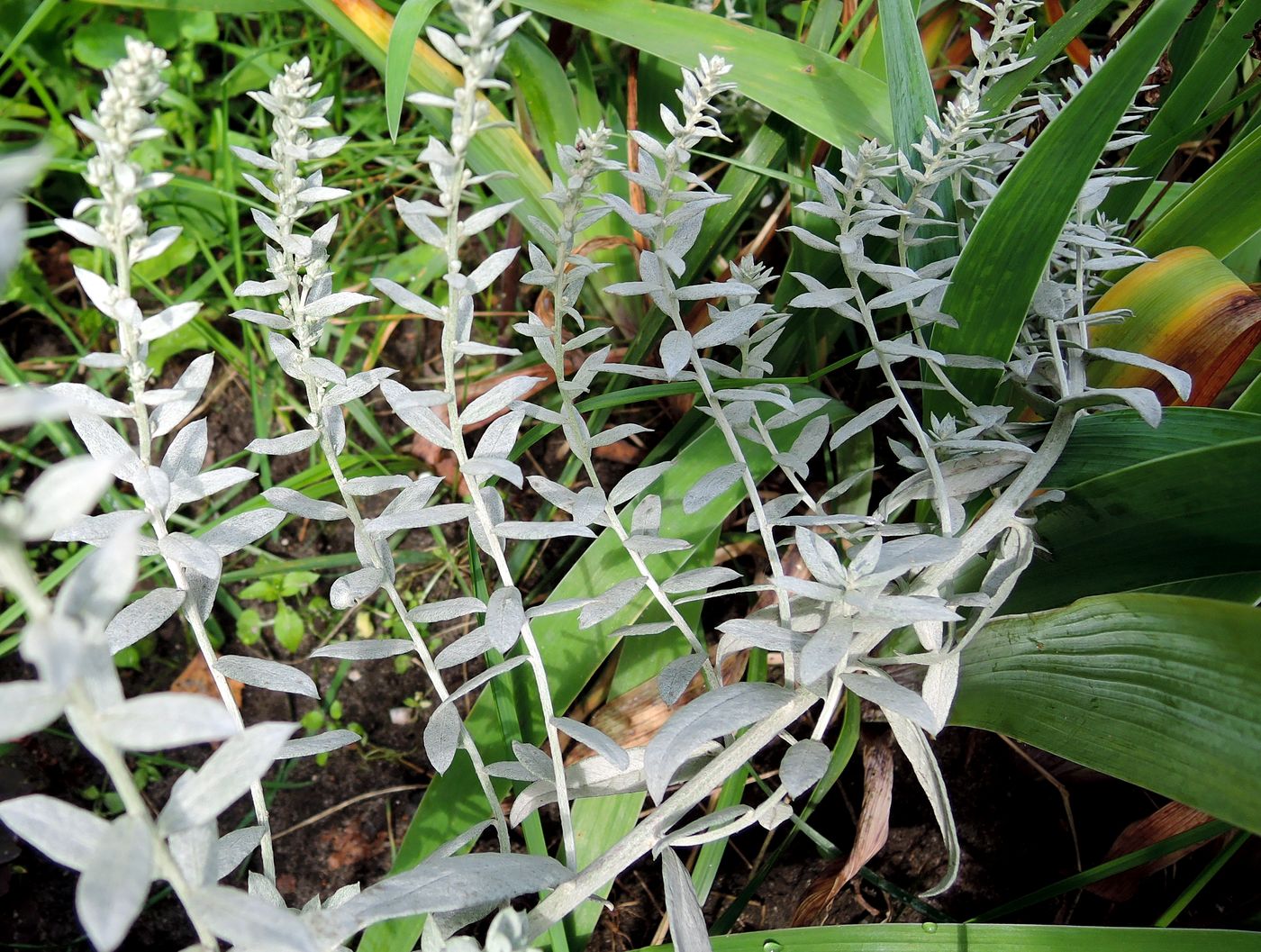 Image of Artemisia ludoviciana specimen.