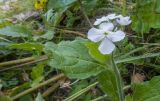 Hesperis voronovii. Верхушка побега с соцветием. Кавказский биосферный заповедник, Азишский перевал, ≈ 1700 м н.у.м., задернованная скальная расщелина. 31.08.2019.