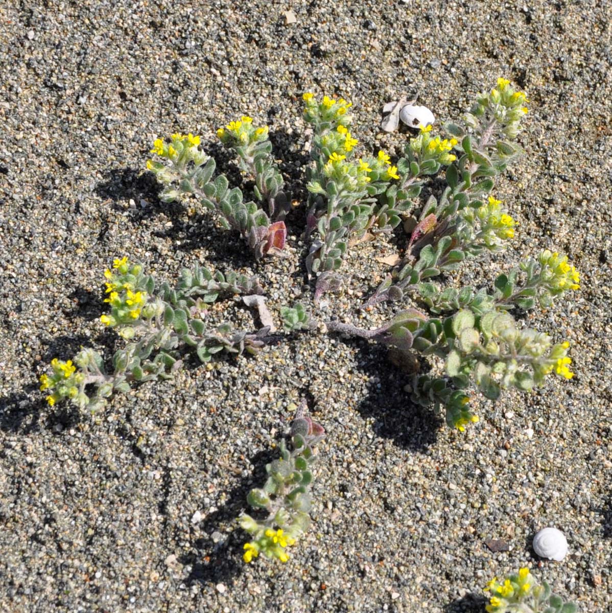 Image of Alyssum strigosum specimen.