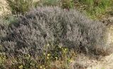 Echiochilon fruticosum. Крупный цветущий кустарничек. Израиль, у южной окраины Ашдода, пески. 10.03.2020.
