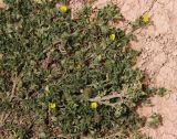 Medicago polymorpha