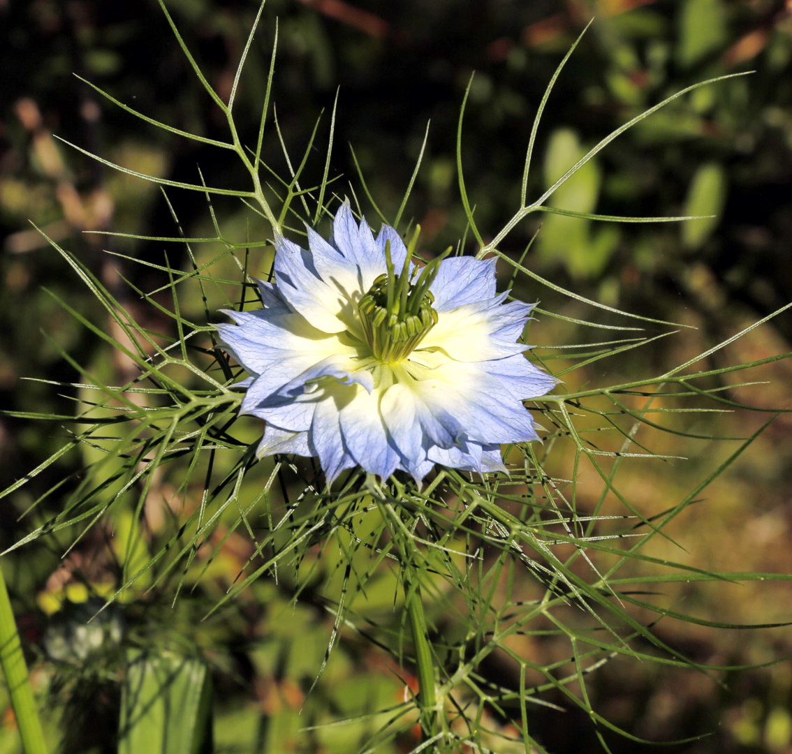 Image of Nigella damascena specimen.