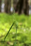 Milium effusum. Верхушка побега с соцветием. Тульская обл., окр. пос. Дубна, лиственный лес Просек. 25.05.2020.