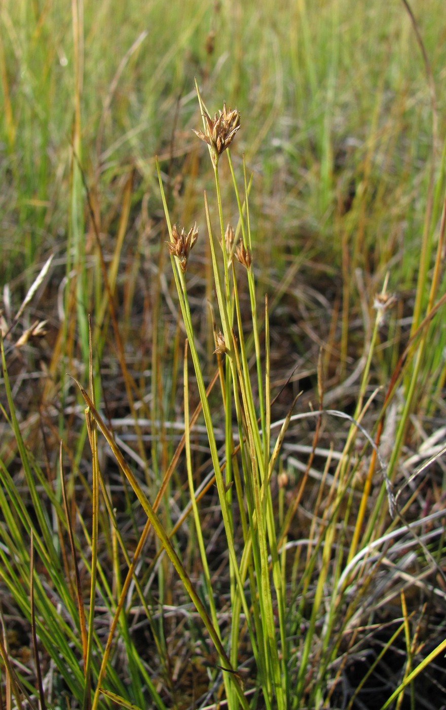 Image of Rhynchospora alba specimen.