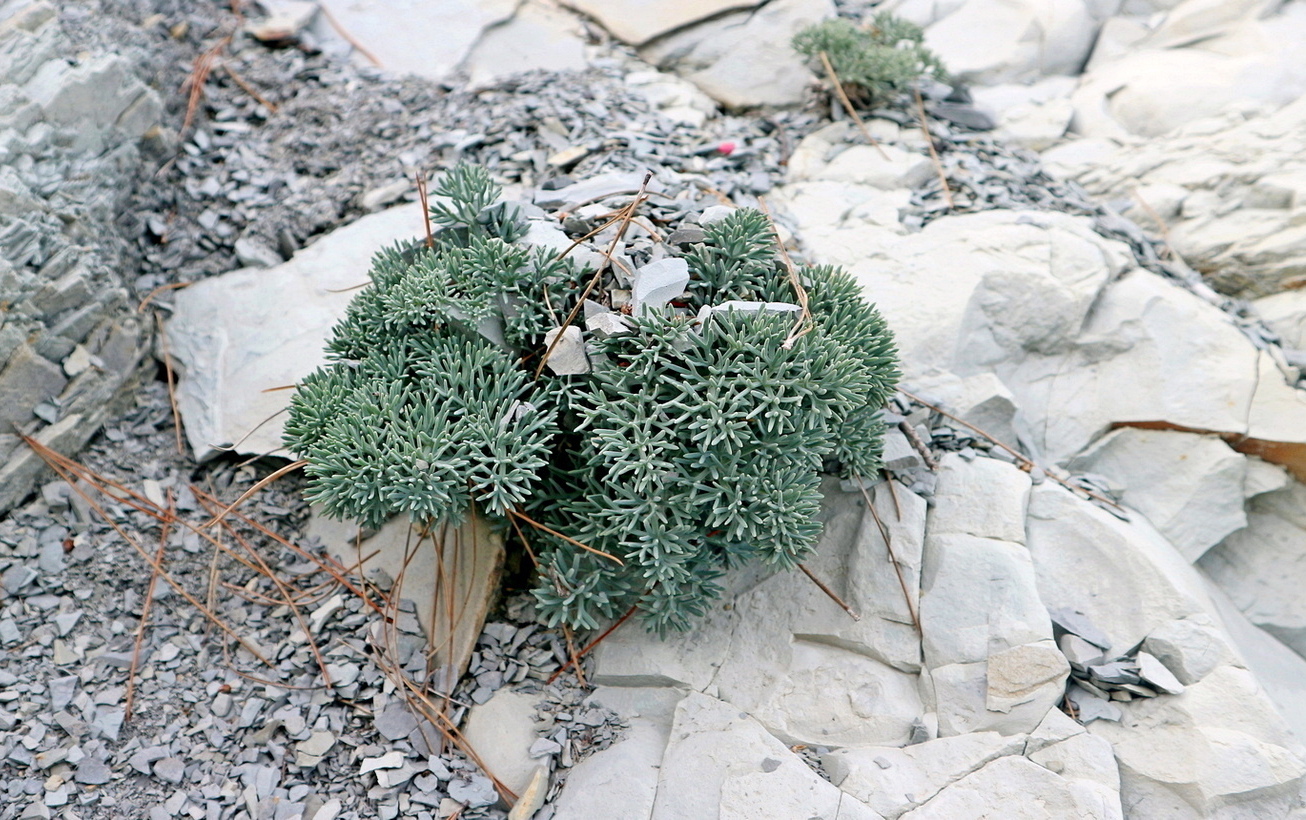 Image of Seseli ponticum specimen.