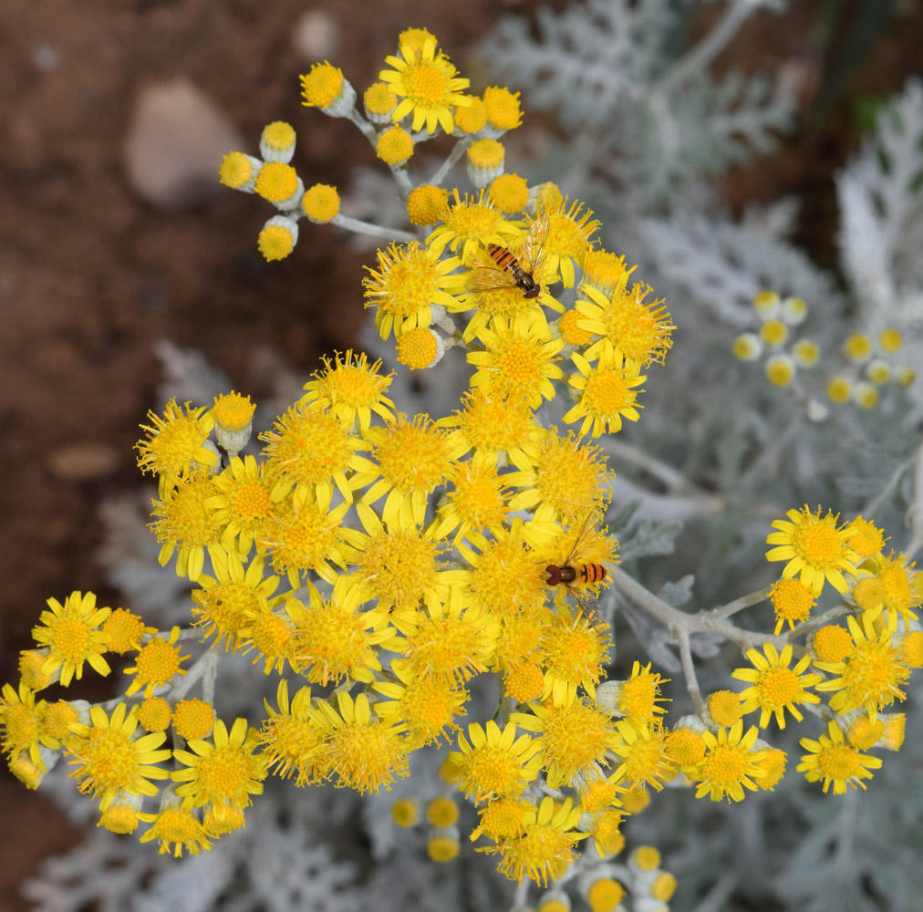 Image of Senecio cineraria specimen.