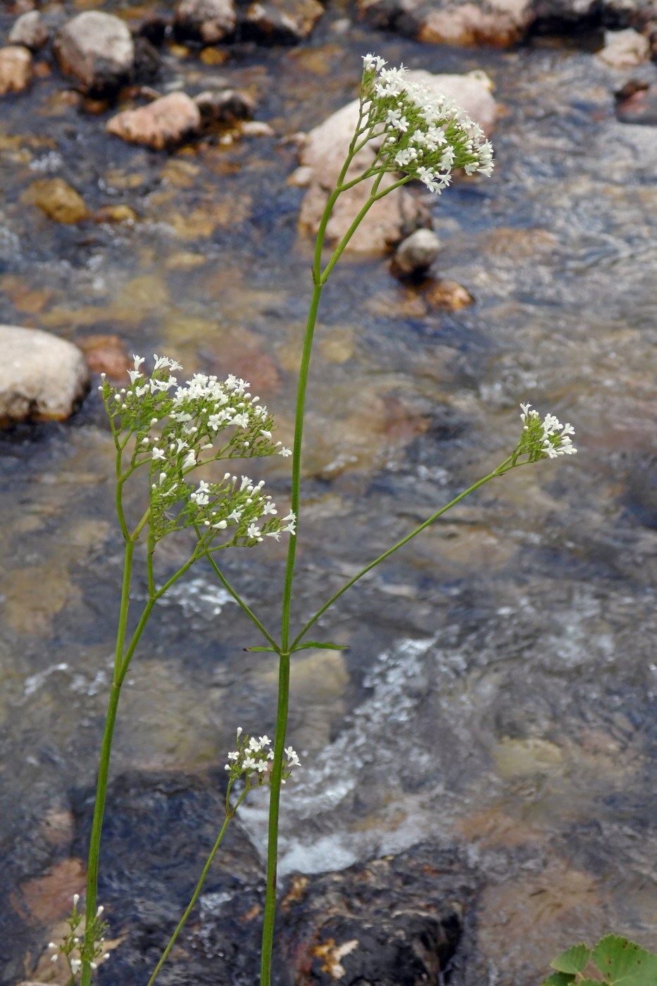 Изображение особи Valeriana alliariifolia.